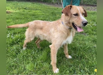 Danny ein freundlicher Hundebub