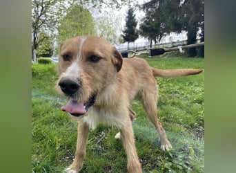 Danny ein freundlicher Hundebub