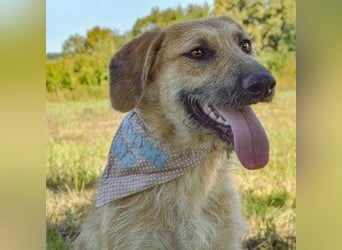 Gaspar wartet seit seiner Geburt in Tierheim