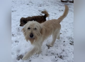 Mr. Belić - ein gutmütiger Traum