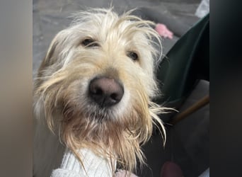 Mr. Belić - ein gutmütiger Traumwesen