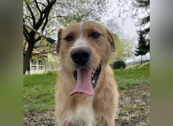 Danny ein freundlicher Hundebub