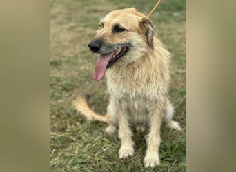 Gaspar wartet seit seiner Geburt in Tierheim