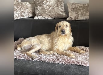 Moxx ein sensibler Engel auf 4 Pfoten