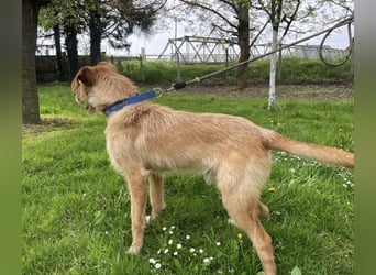 Danny ein freundlicher Hundebub