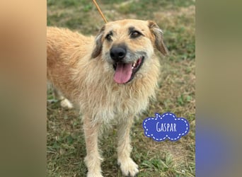 Gaspar wartet seit seiner Geburt in Tierheim