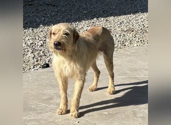 Moxx ein sensibler Engel auf 4 Pfoten