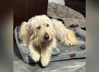 Mr. Belić - ein gutmütiger Traumwesen