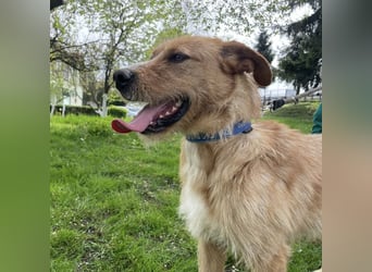 Danny ein freundlicher Hundebub