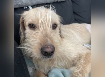 Moxx ein sensibler Engel auf 4 Pfoten