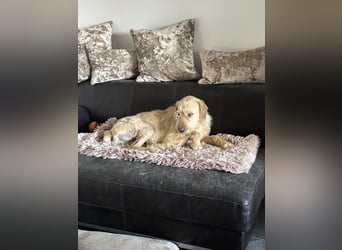 Moxx ein sensibler Engel auf 4 Pfoten