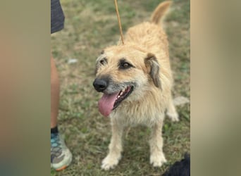 Gaspar wartet seit seiner Geburt in Tierheim