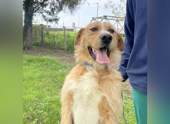 Danny ein freundlicher Hundebub