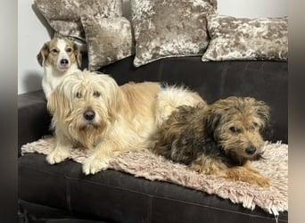 Mr. Belić - ein gutmütiger Traumwesen