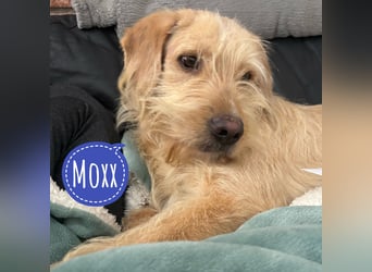 Moxx ein sensibler Engel auf 4 Pfoten