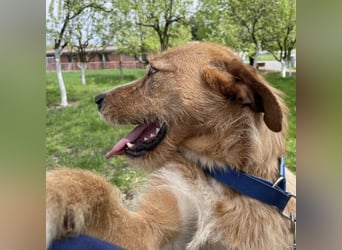 Danny ein freundlicher Hundebub