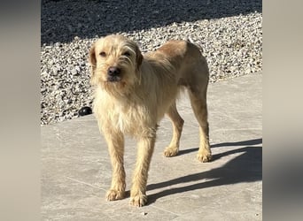 Moxx ein sensibler Engel auf 4 Pfoten