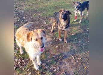 Gaspar wartet seit seiner Geburt in Tierheim