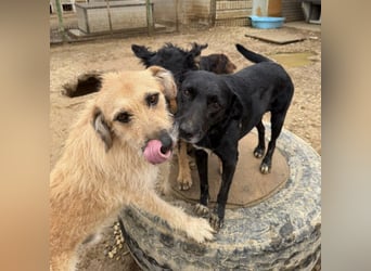 Gaspar wartet seit seiner Geburt in Tierheim