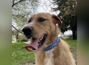 Danny ein freundlicher Hundebub