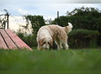 Otto - Barak -Bosnischer Laufhund