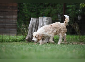 Otto - Barak -Bosnischer Laufhund