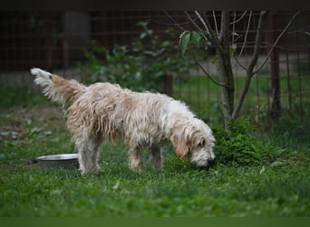 Otto - Barak -Bosnischer Laufhund
