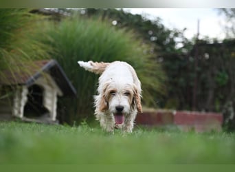 Otto - Barak -Bosnischer Laufhund