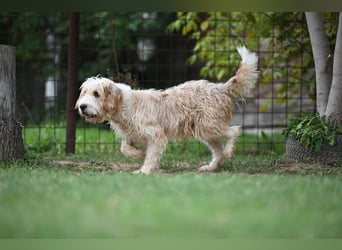 Otto - Barak -Bosnischer Laufhund