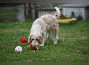 Otto - Barak -Bosnischer Laufhund