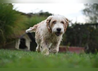 Otto - Barak -Bosnischer Laufhund