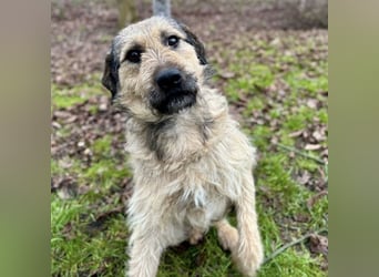 Ollie ein ganz ganz lieber Kerl