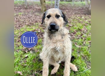 Ollie ein ganz ganz lieber Kerl