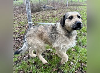 Ollie ein ganz ganz lieber Kerl