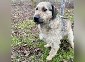 Ollie ein ganz ganz lieber Kerl