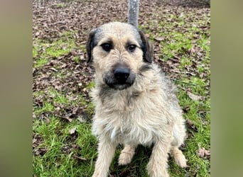 Ollie ein ganz ganz lieber Kerl