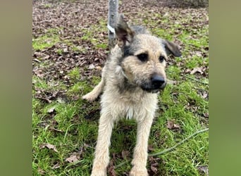 Ollie ein ganz ganz lieber Kerl