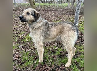 Ollie ein ganz ganz lieber Kerl