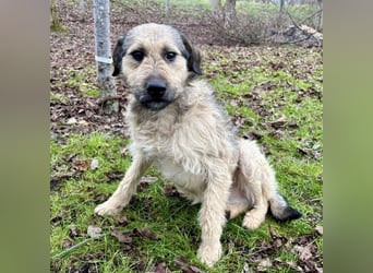 Ollie ein ganz ganz lieber Kerl