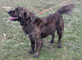 Teddy - Bildhübsch und Charakterhund