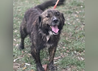 Teddy - Bildhübsch und Charakterhund