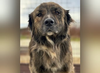 Teddy - Bildhübsch und Charakterhund