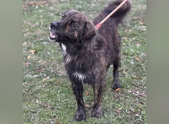 Teddy - Bildhübsch und Charakterhund