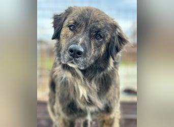 Teddy - Bildhübsch und Charakterhund