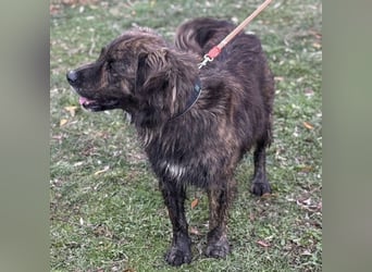 Teddy - Bildhübsch und Charakterhund