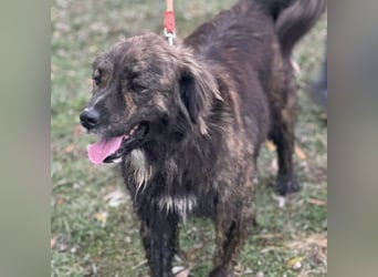 Teddy - Bildhübsch und Charakterhund