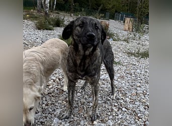 Buck ein Traumwesen