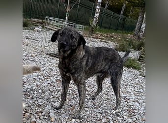 Buck ein Traumwesen