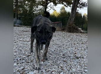 Buck ein Traumwesen
