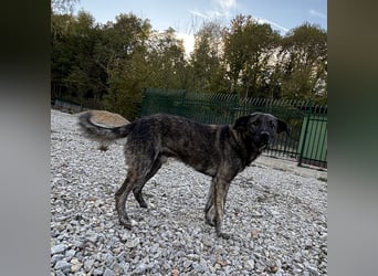 Buck ein Traumwesen